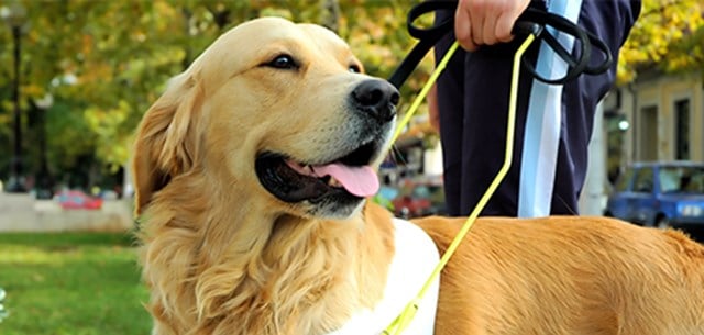 DD Sponsors 3 Guide Dogs image